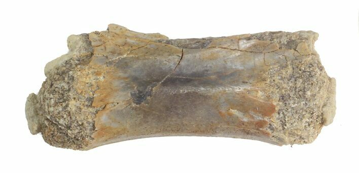 Raptor Caudal Vert - Aguja Formation, Texas #43010